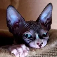 NervousSphynx