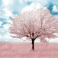 Willowest