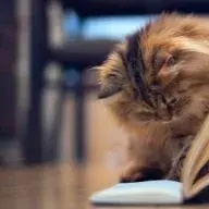 QuietAspergirl