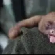Sloth