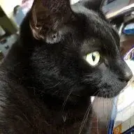 BooBear91