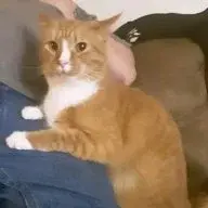 AllyCat