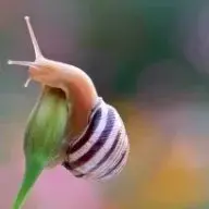 shysnail