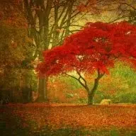 AutumnHope