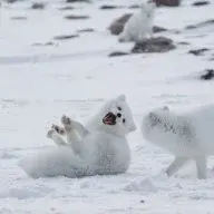 An Arctic fox
