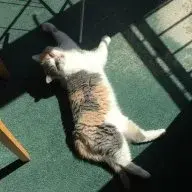 Clarecatlover