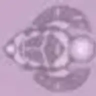Baeraad