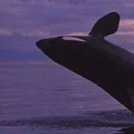 Kippu