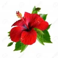 HibiscusFlower