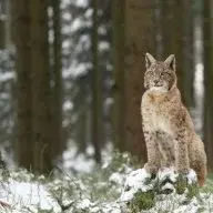Lygx