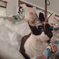 Frankenweeny