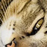 Espiewhodoesntbelong