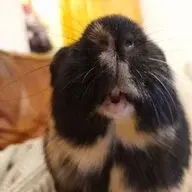 Sweet potato