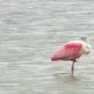 birdz6