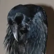 Raven4444