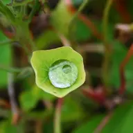 Awa