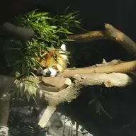 Babel_hedgehog