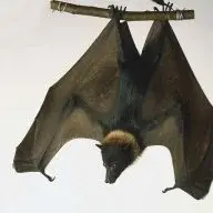release the bats