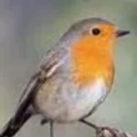 RealisticRobin