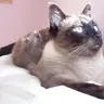 Siamese