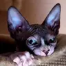 NervousSphynx