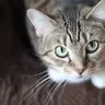 ZulstfuricKitty