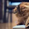 QuietAspergirl