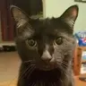 Greyh0und