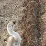 Rosie_Eagling