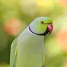 littlegreenparrot