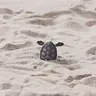 KillerMidget