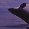 Kippu