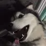 IrishArcher