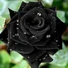 BlackRose95