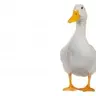 OddDuck