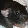 Rat