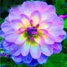 Dalia