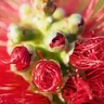 Callistemon