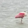 birdz6