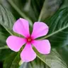 Vinca