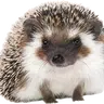 HedgingHogs