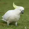 maleonolo
