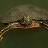 the_tortoise_again