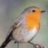 RealisticRobin