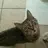 Vivien