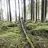 Fallingforesttree