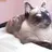 Siamese