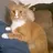 AllyCat