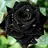 BlackRose95