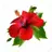 HibiscusFlower